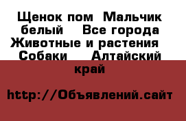 Щенок пом. Мальчик белый  - Все города Животные и растения » Собаки   . Алтайский край